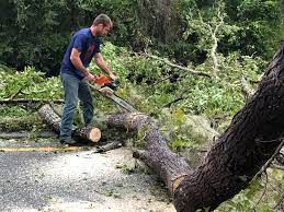 How Our Tree Care Process Works  in  Lindenhurst, IL