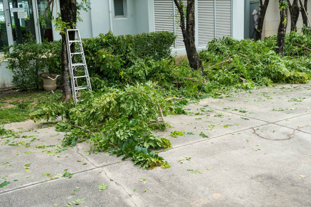 Best Hedge Trimming  in Lindenhurst, IL