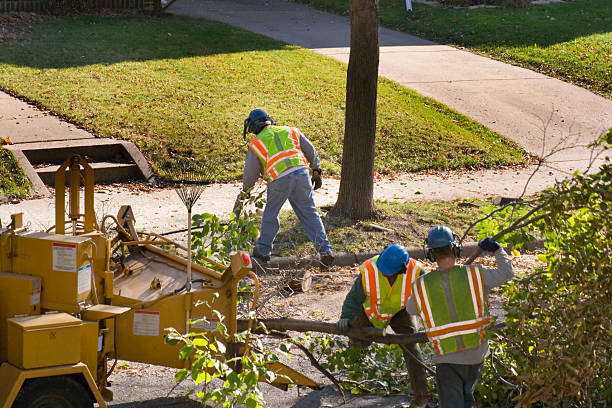 Best Hazardous Tree Removal  in Lindenhurst, IL