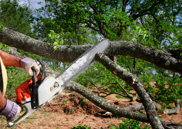 Reliable Lindenhurst, IL Tree Care  Solutions